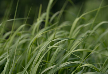 Water droplets on fresh green morning grass