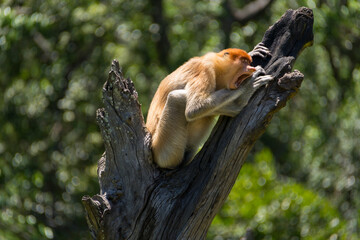 Proboscis monkey yawning