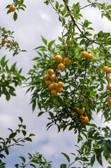 Ripe yellow plums on the tree knots. Delicious sweet fruit again
