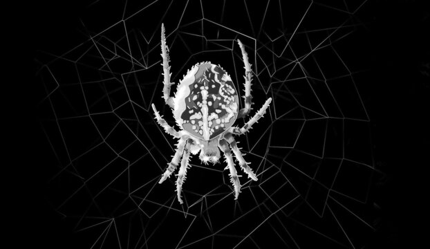 Large black-and-white spider on web. Close-up, illustration. Concept of celebrating Halloween