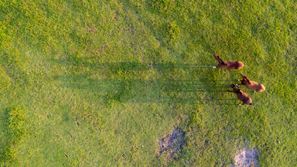 Aerial view of grazing horses on a meadow. Beautiful countryside scenery with horses from above. Background or texture concept. High quality photo