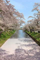 Cherry blossoms in full bloom reflected on the surface of the water under the blue sky