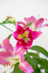 Fototapeta na wymiar pink dissolving lily on a light blurred background, vertical.