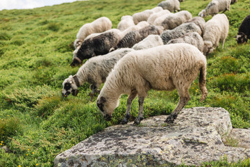 Obraz premium Sheeps in a meadow on green grass. Flock of sheep grazing in a hill. European mountains traditional shepherding in high-altitude fields, beautiful nature