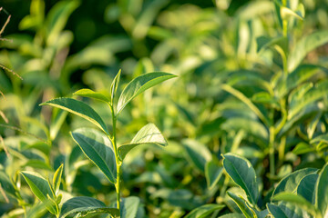 Close up of green tea trees and leaves growing in tea plantation at northern of Thailand