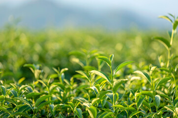 Close up of green tea trees and leaves growing in tea plantation at northern of Thailand