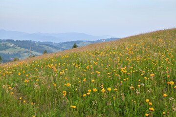 Yellow flowers on the mountain slope. Arnica, Carpathians.