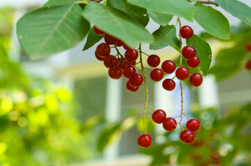 Red berries on green leaves background. Season change concept. Autumn or summer mood.
