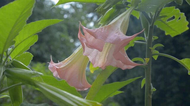 Dature jimson weed plant flower bloom blossom