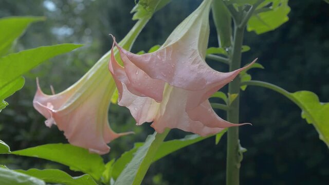 Dature jimson weed plant flower bloom blossom