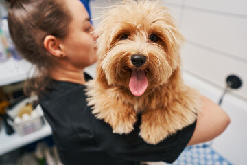 Good boy expressing his joy after grooming