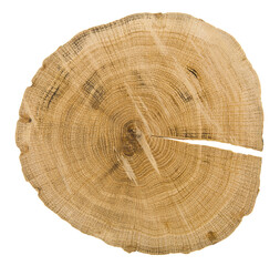 Tree slice isolated on white background.