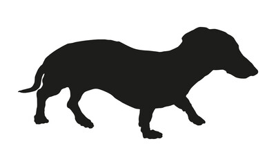 Walking dachshund puppy. Black dog silhouette. Pet animals. Isolated on a white background.