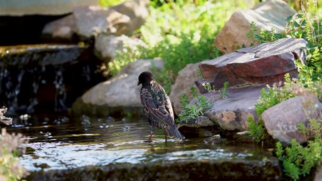 A European Starling takes a long drink from a stream on a hot day - slow motion