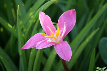 Fototapeta na wymiar This pink rain lily (Zephyranthes carinata) has deepar pink colour compared to (Zephyranthes rosea)