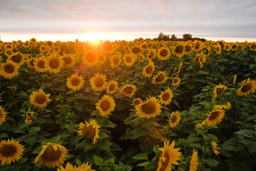 Obraz premium Scenic View Of Sunflower Field Against Sky During Sunset. Close up.