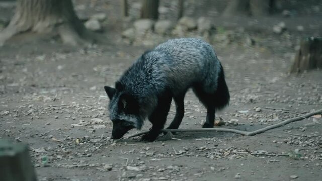 Silver Fox Smelling The Ground At Zao Fox Village In Shiroishi, Miyagi, Japan. - wide shot