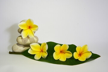 Beautiful frangipani flower or plumeria with white background for spa or template
