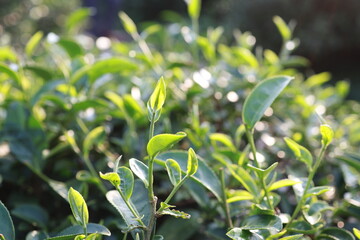Green tea leaves in a tea plantation Closeup, Top of Green tea leaf in the morning