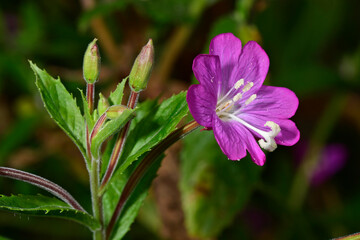 Zottiges Weidenröschen // great willowherb, great hairy willowherb (Epilobium hirsutum)