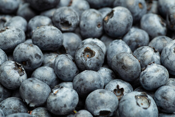 Blueberry background. Summer harvest of fresh juicy blueberries close-up 