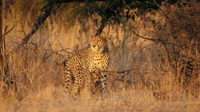 Collared wild cheetah in early morning light stands up and walks through dry winter grassland