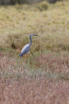 White-faced Heron (Egretta Novaehollandiae) Standing In A Salt Marsh. Pottsville, NSW, Australia