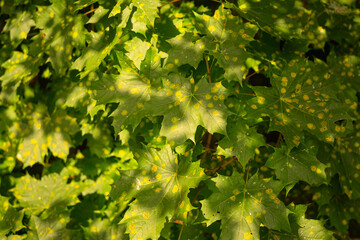 Green maple leaves stained with Rhytisma acerinum disease
