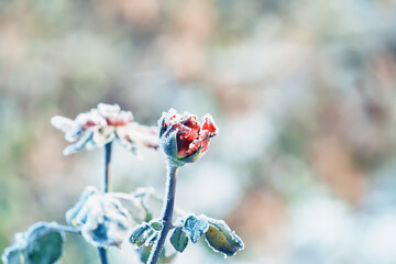 A bud of a red rose in frost crystals on a frosty morning. Very soft selective focus. A rose frozen...