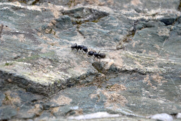 Two black ants on rock