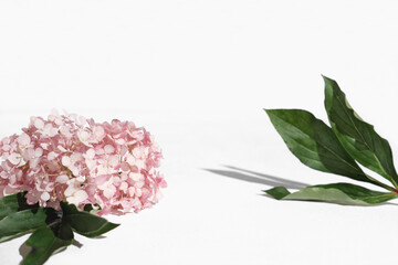 product placement scene for cosmetic or self care commercials. hydrangea flower, green leaves,...