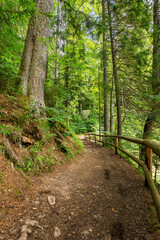 path through forest. wonderful nature scenery in summertime. sunny weather in the forenoon. great place for outdoor activities