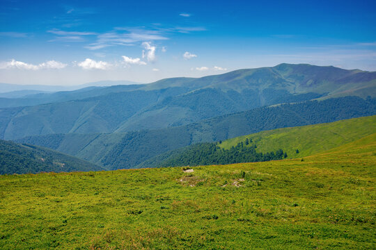 alpine mountain meadow in summer. beautiful landscape of carpathians on a bright sunny day at high noon