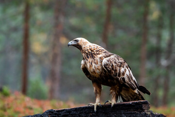Majestic adult raptor Golden eagle, Aquila chrysaetos perched on a burnt tree during autumn foliage in Finnish taiga forest in Northern Europe