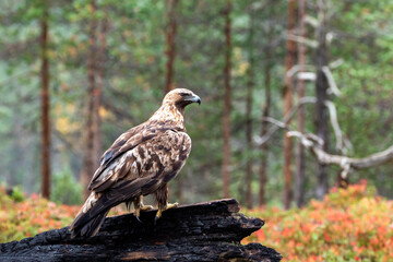Adult strong raptor Golden eagle, Aquila chrysaetos perched on a burnt tree trunk during autumn foliage in Finnish taiga forest in Northern Europe