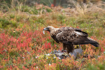 Adult large raptor Golden eagle, Aquila chrysaetos feeding on its prey during autumn foliage in taiga forest in Northern Finland, Europe
