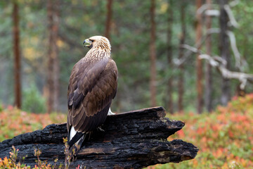 Young raptor Golden eagle, Aquila chrysaetos perched on a burnt tree trunk during autumn foliage in...