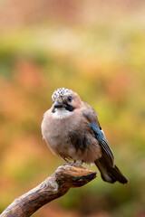 Colorful and cute European bird, Eurasian jay, Garrulus glandarius, sitting on a branch on solid background during autumn foliage in Finnish nature, Northern Europe
