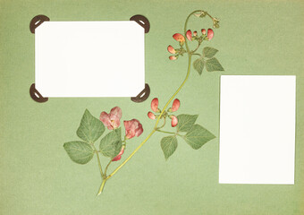Page from an old photo album. Dried pressed flowers. Scrapbooking element decorated with leaves, flowers and petals flowers. For cards, invitations und congratulations. Use in scrapbooking, greetings.