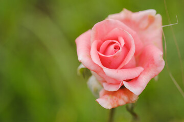 Close-up pink roses in the outdoor garden. Soft focus.