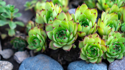 Stone rose Echeveria pulvinata against the background of stones. Plant for landscaping.