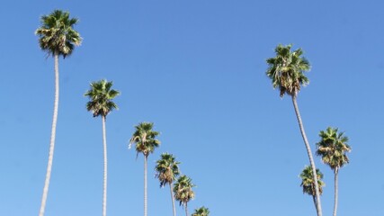 Palms in Los Angeles, California, USA. Summertime aesthetic of Santa Monica and Venice Beach on...