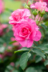 雨の日の薔薇