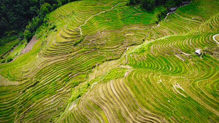 Fototapeta premium Rice terrase