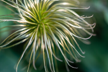 Close-up beautiful unusual rare flower. Faded clematis