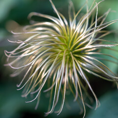 Close-up beautiful unusual rare flower. Faded clematis