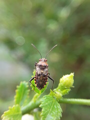 Insect 