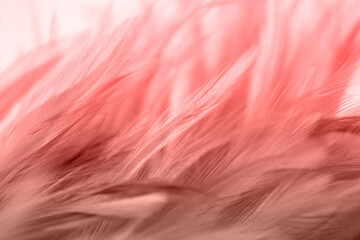 Beautiful chickens feather texture abstract background for design, soft focus