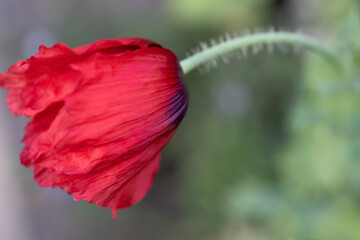 Red poppy flower with green stem on garden background