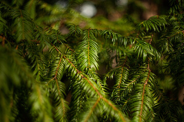 
coniferous trees growing in the park in the summer forest